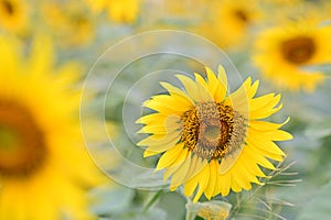 Beautiful field Fresh Sunflower blooming in the morning sun shine golden light and blurry with nature background
