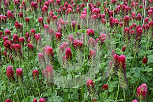 Beautiful field full of red Clover photo