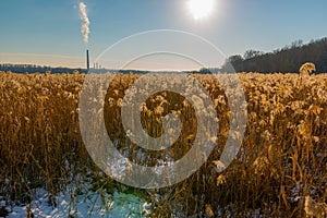 Beautiful field of golden color aquatic grasses / reeds backlit by bright sun with coal power plant in background - on the Minneso