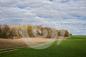 Beautiful field landscape. Countryside village rural natural background at sunny weather in spring summer. Green grass and blue