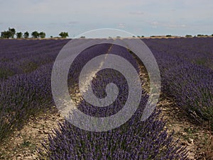 Beautiful field lavender flowers aroma natural color insect oils photo