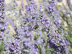 Beautiful field lavender flowers aroma natural color insect oils photo