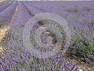 Beautiful field lavender flowers aroma natural color insect oils photo