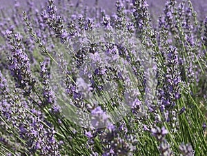 Beautiful field lavender flowers aroma natural color insect oils photo