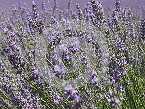 Beautiful field lavender flowers aroma natural color insect oils photo