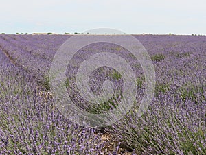 Beautiful field lavender flowers aroma natural color insect oils photo