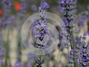 Beautiful field lavender flowers aroma natural color insect oils photo