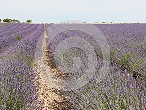 beautiful field lavender flowers aroma natural color insect oils photo