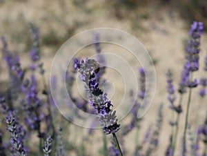beautiful field lavender flowers aroma natural color insect oils photo