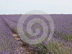 Beautiful field lavender flowers aroma natural color insect oils photo