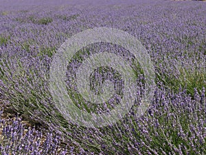 Beautiful field lavender flowers aroma natural color insect oils photo