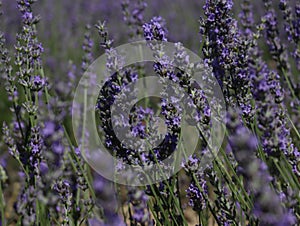 beautiful field lavender flowers aroma natural color insect oils photo