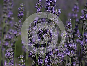 beautiful field lavender flowers aroma natural color insect oils photo