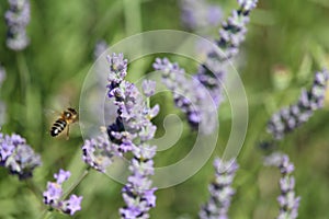 Beautiful field lavender photographing smell bee flowers color photo