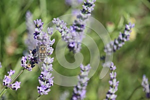 Beautiful field lavender photographing smell bee flowers color photo