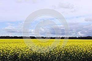 Beautiful Field of Manitoba Canola 2 photo