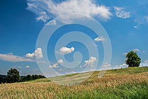 A beautiful field with many plants, green grass, wild flowers and a solitary tree. A beautiful sky with many white, fluffy clouds