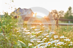 Beautiful field, meadow chamomile flowers, natural landscape. Against the background of wooden houses. An airy artistic