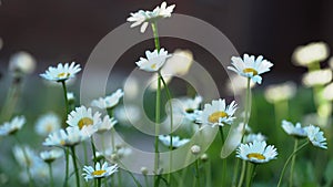 Beautiful field, meadow chamomile flowers, natural landscape. An airy artistic image.