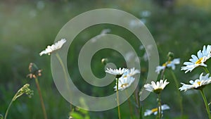 Beautiful field, meadow chamomile flowers, natural landscape. An airy artistic image.