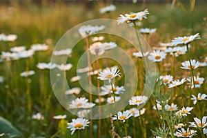 Beautiful field, meadow chamomile flowers, natural landscape. An airy artistic image.Space for copying.