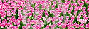 Beautiful field of pink or Magenta tulips close up. Spring background with tender tulips. Pink floral background.