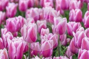 Beautiful field of pink or Magenta tulips close up. Spring background with tender tulips. Purple floral background.