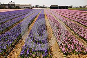 Beautiful field with pink and purple flowers