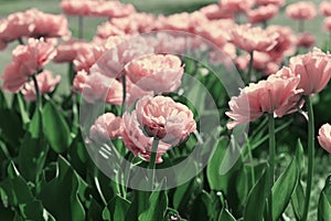 Beautiful field of pink tulip flowers in sunlight with vintage toned.