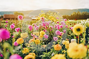 Beautiful field with pink and yelllow dahlia flowers photo