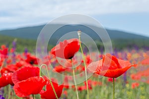 A beautiful field of poppies, red flowers on the background of mountains.