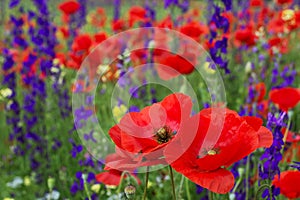 A beautiful field of poppies, red flowers in green grass. close-up.