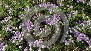 Beautiful Field of Purple Crocus Flowers