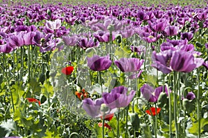 Beautiful field with purple poppies