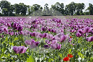 Beautiful field with purple poppies