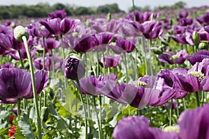 Beautiful field with purple poppies