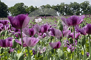 Beautiful field with purple poppies