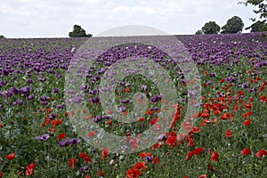 Beautiful field with purple poppies