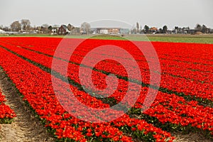 Beautiful field with red flowers
