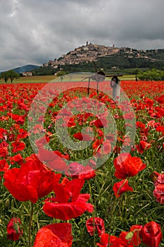 Beautiful field of red poppies in the countryside of Trevi, Umbria