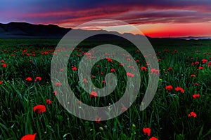 Beautiful field of red poppies at evening sunset in mountains