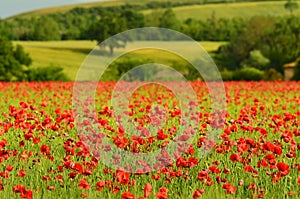 Beautiful field of red poppies in a field of wheat with green hills in the background in Tuscany near Monteroni d`Arbia