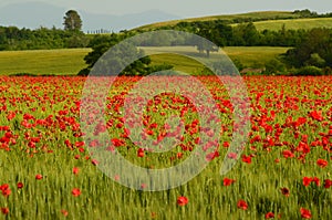 Beautiful field of red poppies in a field of wheat with green hills in the background in Tuscany near Monteroni d`Arbia