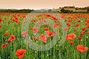 Beautiful field of red poppies in a field of wheat at sunset in Tuscany near Monteroni d`Arbia Siena photo