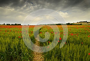 Beautiful field of red poppies in a field of wheat in Tuscany near Monteroni d`Arbia Siena