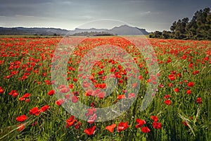 Beautiful field of red poppies in the sunrise light, in the Valderrobres medieval village, Matarrana district, Teruel province, S