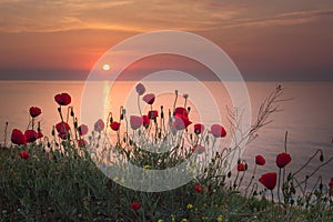 Beautiful field of red poppies in the sunrise near the sea