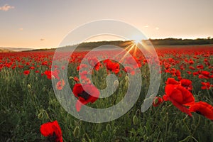 Beautiful field of red poppies at sunset.