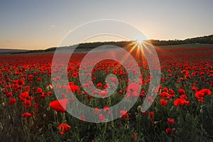 Beautiful field of red poppies at sunset.