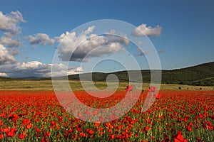 Beautiful field of red poppies at sunset. Evening landscape with a poppy field.